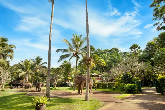 Bali Elephant Park Ticket