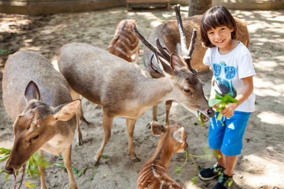 Bali Zoo