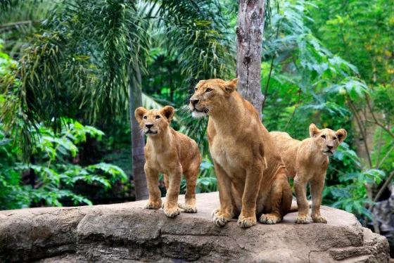 Bali Zoo