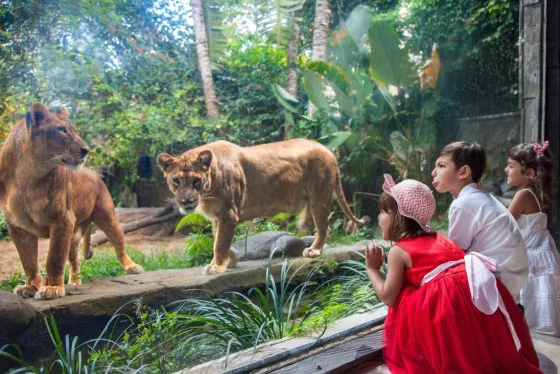 Bali Zoo