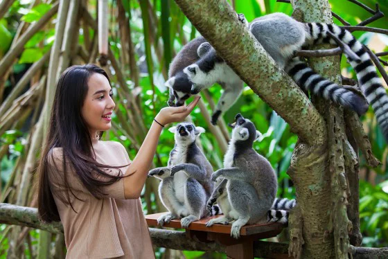 Bali Zoo