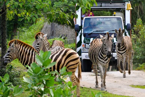 Bali Safari & Marine Park