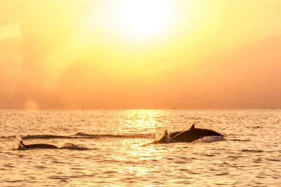 Lovina Sunrise & Dolphin Watching